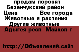 продам поросят .Безенчукский район  › Цена ­ 2 500 - Все города Животные и растения » Другие животные   . Адыгея респ.,Майкоп г.